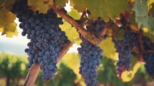 Late September vineyard with ripe grapes ready for harvest Tapet [4651a28e28584d1788f5]