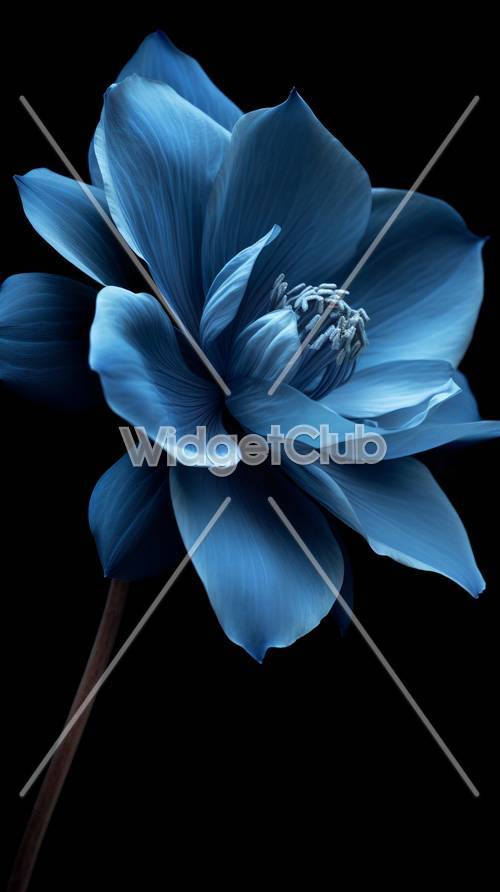 蓝色花朵特写图像