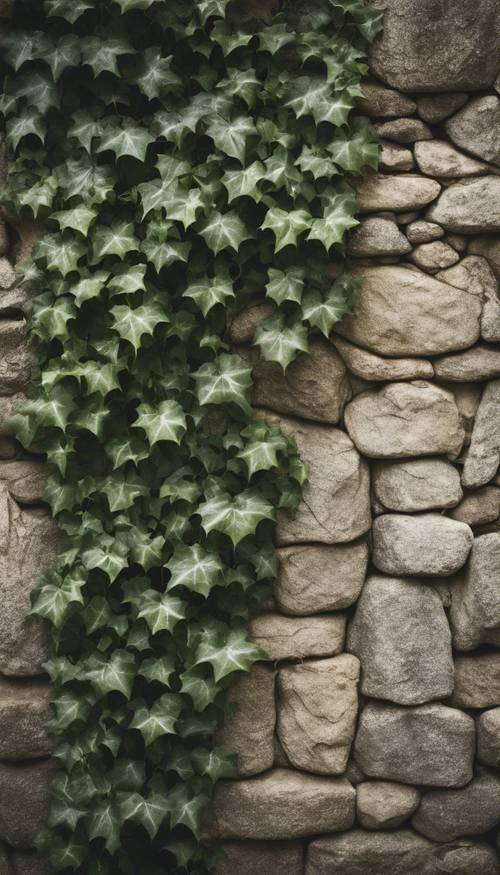 Una fotografia antica di edera che si arrampica su un vecchio muro di pietra.