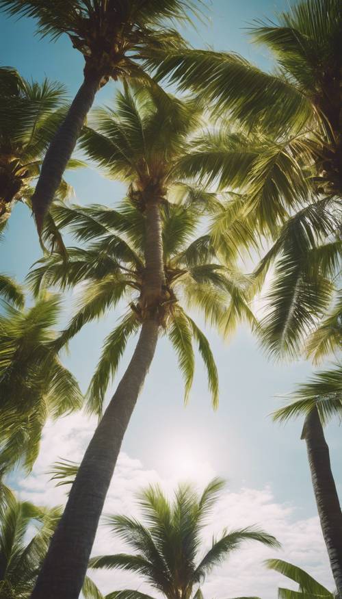 A cluster of palm trees swaying gently in the cool ocean breeze on a tropical island.