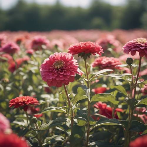Um campo de zínias vermelhas e rosa balançando na suave brisa da tarde.