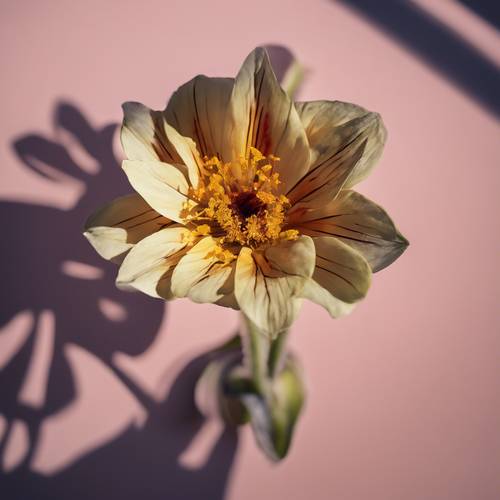 A still life study of a Mexican flower showing gradient shadows.