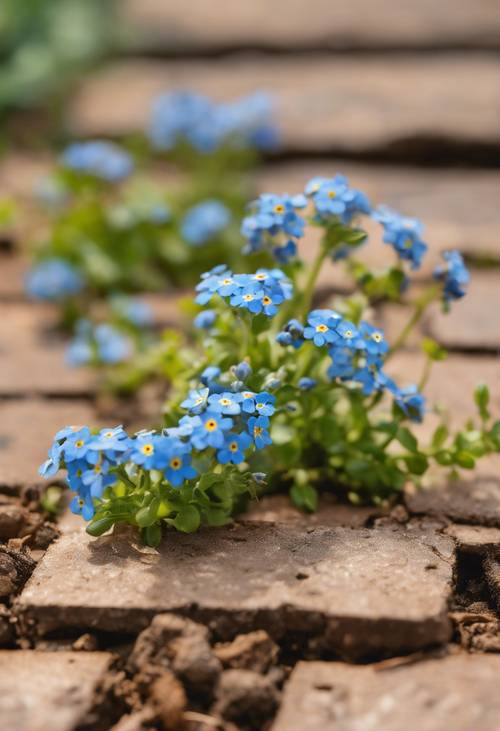 忘れないように青い花が古びたレンガの隙間から顔を出す！