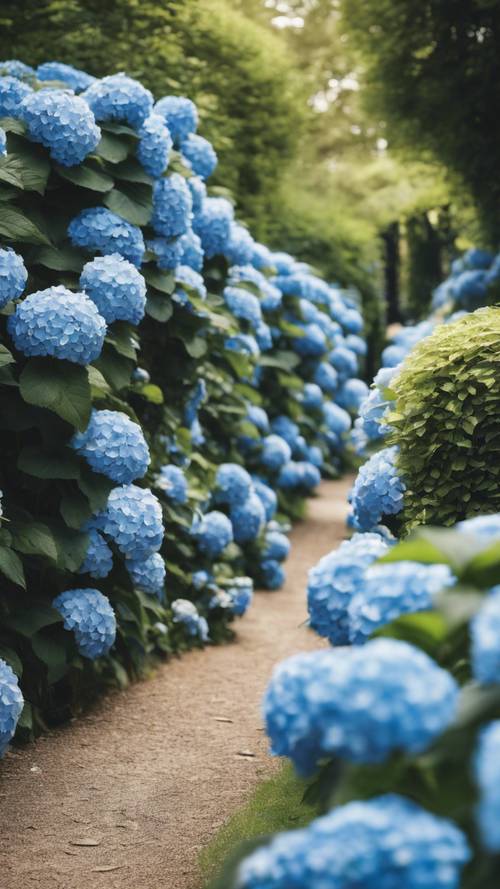 A charming path lined with towering blue hydrangeas in a quaint English garden.