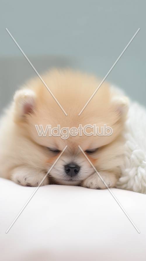 Anak Anjing Tidur Lucu Sempurna untuk Latar Belakang Layar Anda