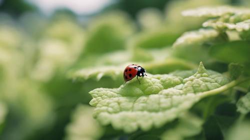 A tiny ladybug perched on a vibrant green hydrangea leaf, surrounded by the luxurious field of blooming flowers.