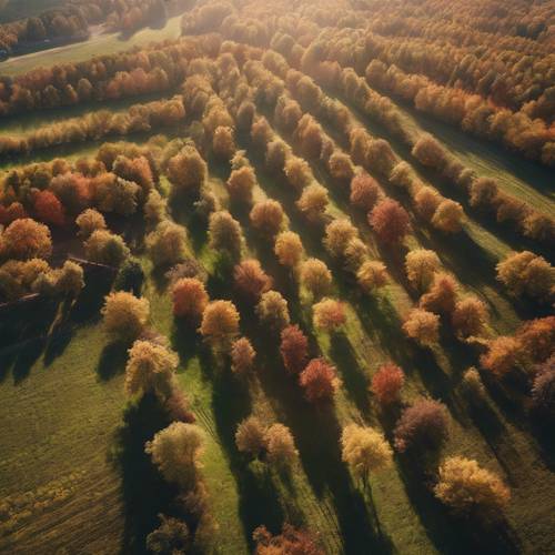A breathtaking aerial shot of vast apple orchards during the peak of autumn.