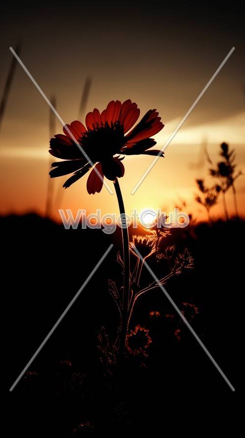 夕陽と花の影絵