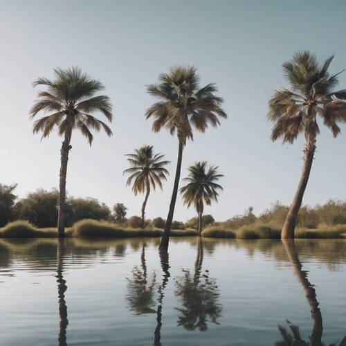Sakin bir lagünün her iki tarafında birbirini mükemmel şekilde yansıtan bir çift beyaz palmiye ağacı
