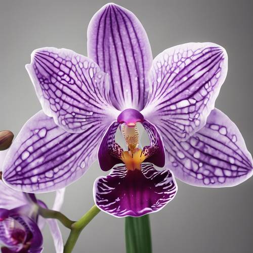 Szczegółowy rysunek botaniczny fioletowej orchidei.