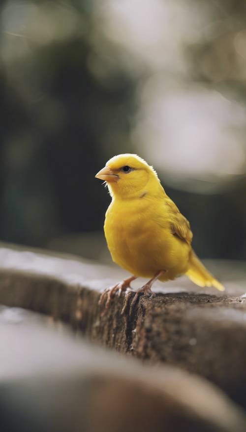 Ein leuchtend gelber Kanarienvogel, der gerade zum Abheben ansetzt.