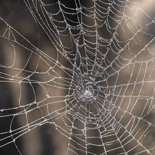 Ein komplexes netzartiges Muster, das in Schwarz die Seide einer Spinne imitiert.