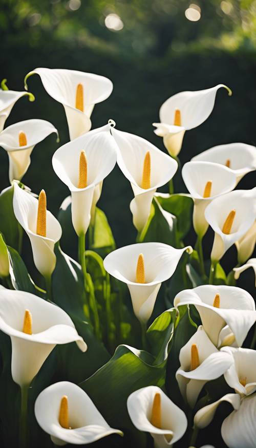 A photograph of a group of pure white calla lilies thriving in a sunny garden.
