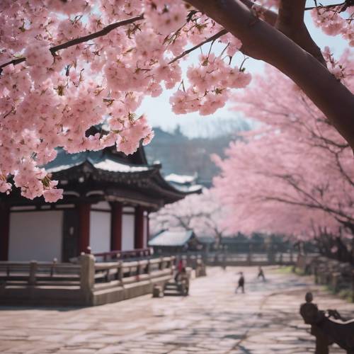 I fiori di ciliegio rosa in piena fioritura cadono silenziosamente sul pacifico terreno del tempio.