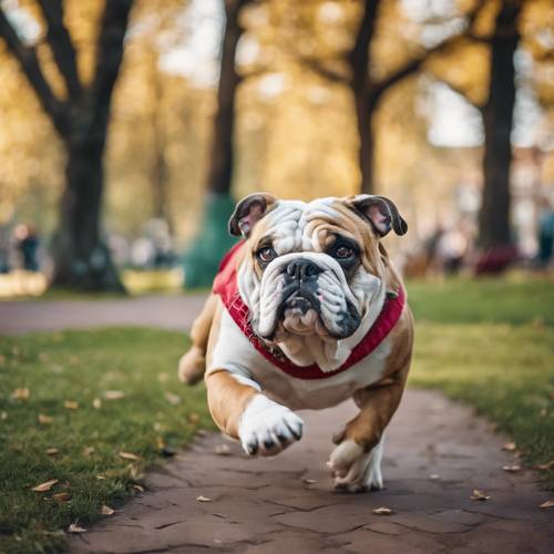 Một chú chó Bulldog Anh vui tươi trong công viên công cộng đang tinh nghịch đuổi theo cái đuôi của nó.