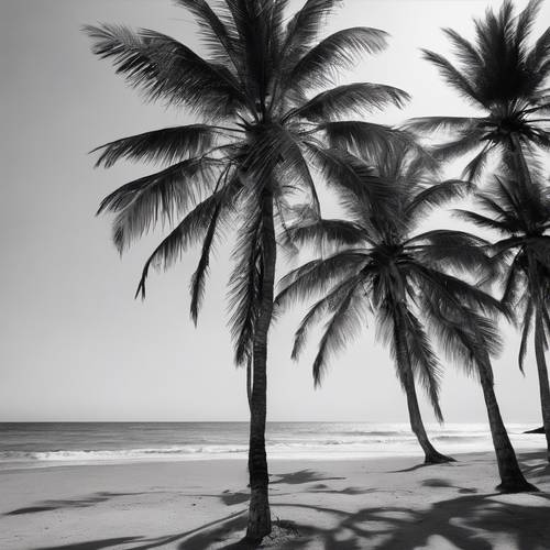 Винтажная черно-белая фотография, на которой изображен широкий пляж, окруженный высокими черными пальмами.