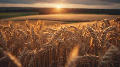 Rustik bir tarım arazisi üzerinde gün batımı, altın renkli buğday tanelerini öne çıkarıyor.