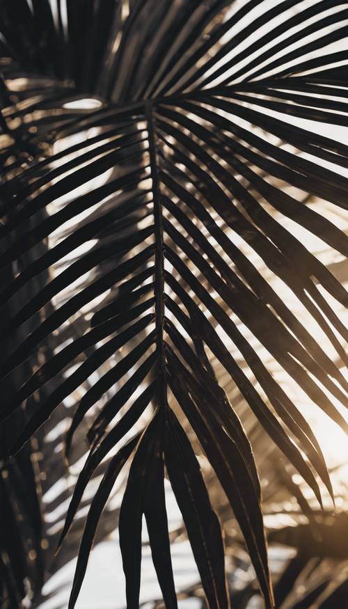 Close detalhado de uma folha de palmeira preta, sob um sol radiante da tarde.