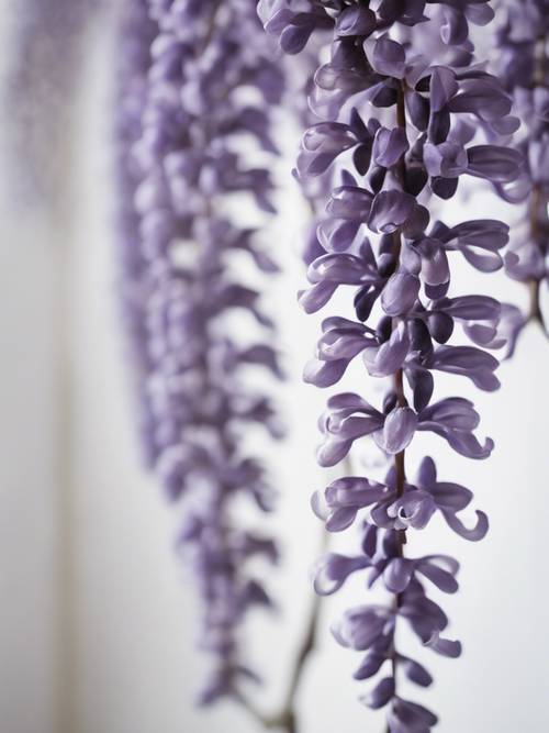 蔓生的黑紫藤爬过连续的白色墙纸图案。