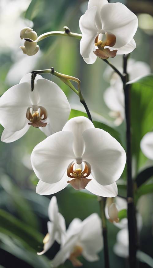 Eine Nahaufnahme einer weißen Orchidee mit weichen, fließenden Blütenblättern in einem blühenden tropischen Dschungel.
