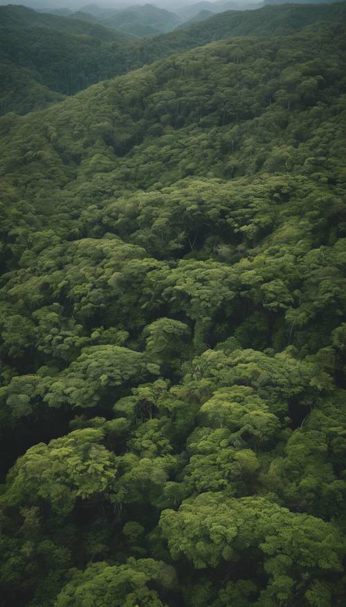 Вид с воздуха на лесную зелень, показывающий глубину и густоту национального леса Эль-Юнке в Пуэрто-Рико.