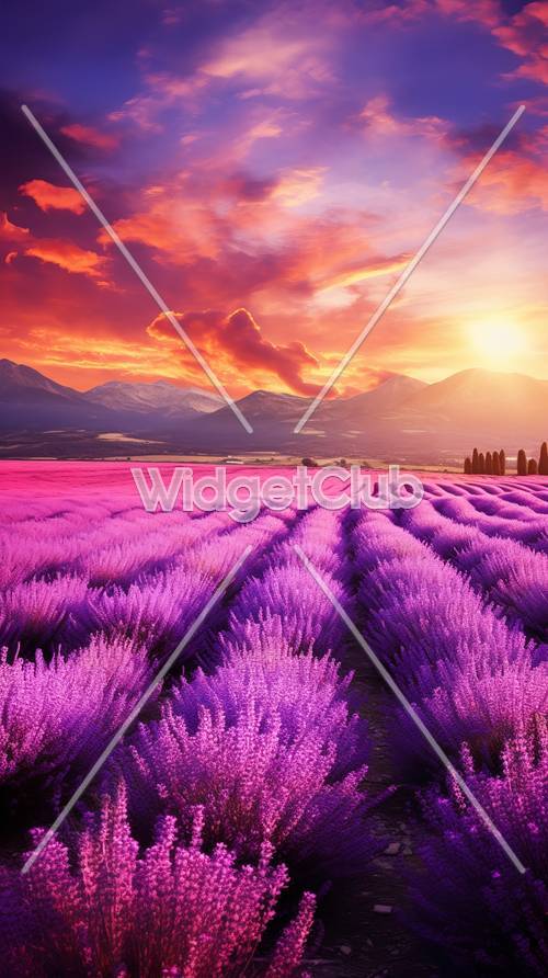 Stunning Lavender Fields at Sunset