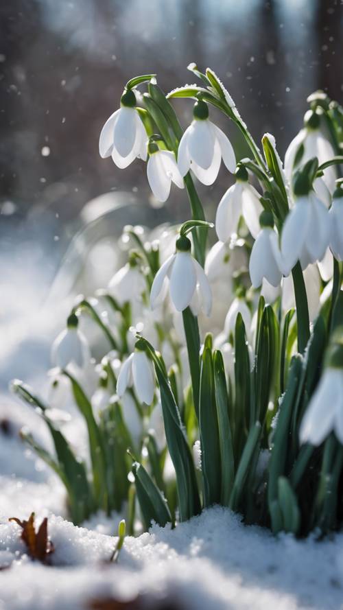 Une parcelle de perce-neige blancs furtivement à travers une couche de neige de la fin du printemps.