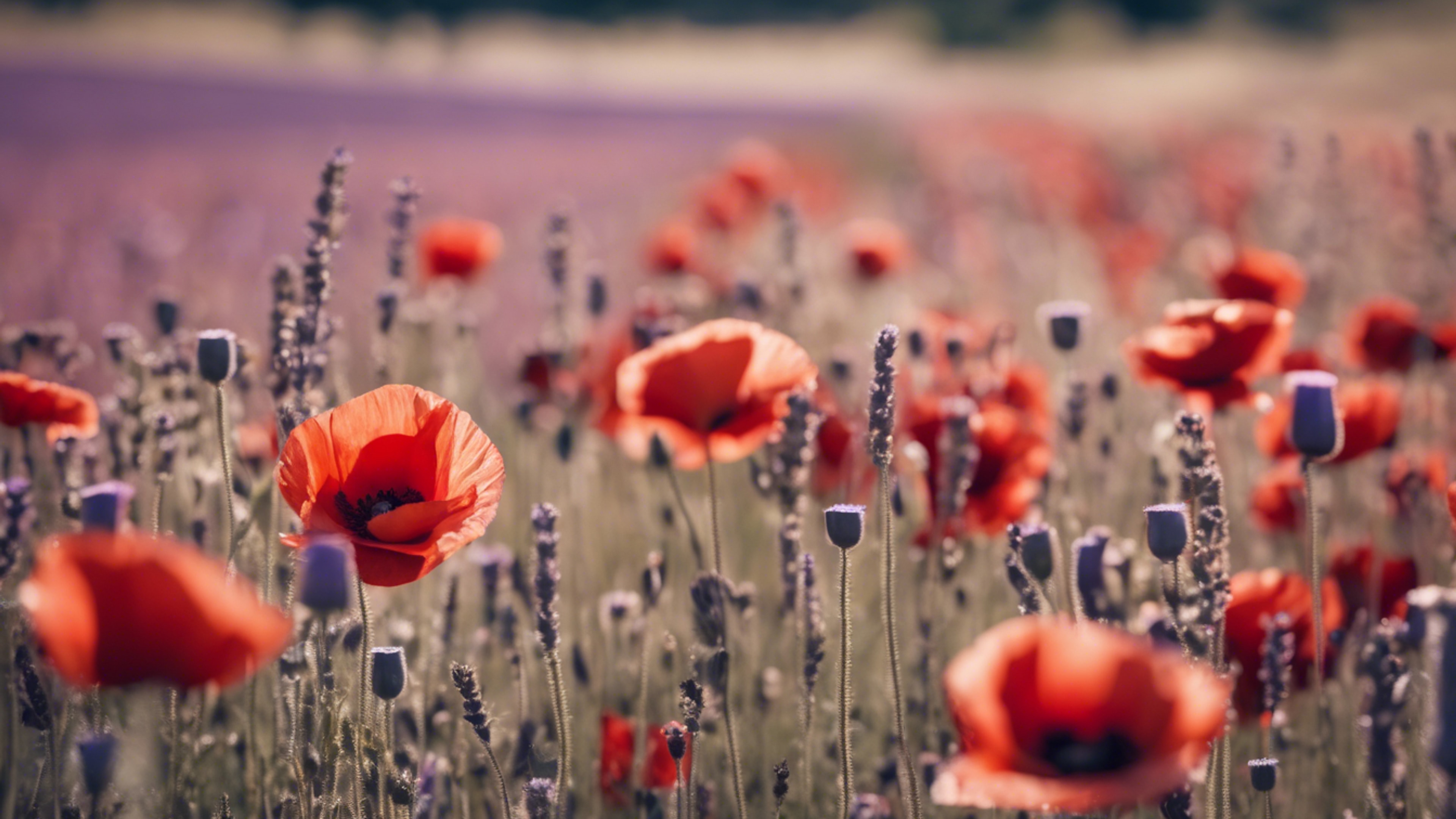 A field of red poppies naturally fading into a lavender field. 牆紙[76e938c2507742cfb107]