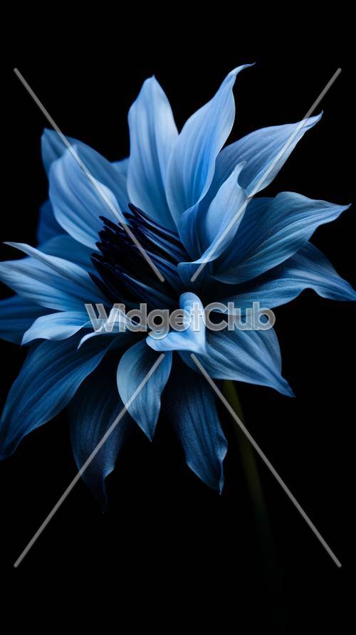 Koyu Arkaplanda Zarif Mavi Çiçek