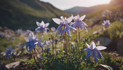 Eine schroffe Bergkulisse vor einem Feld zarter Akelei.