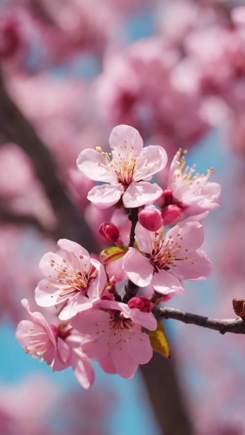 在陽光明媚的春日天空下，一棵梅樹開滿了充滿活力的粉紅色花朵。