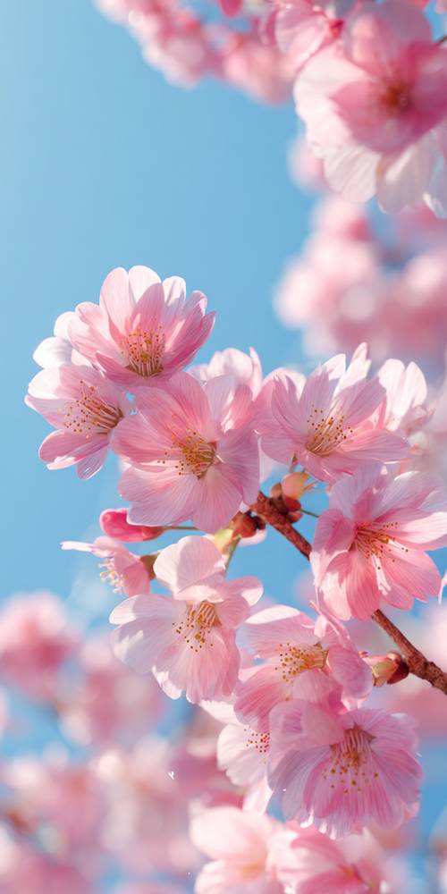 Pembe duvar kağıdı [69b93afbbdf840ccba42]