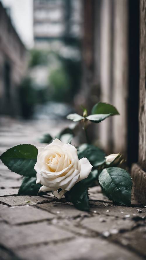 白玫瑰在城市水泥丛林的缝隙中顽强生长。