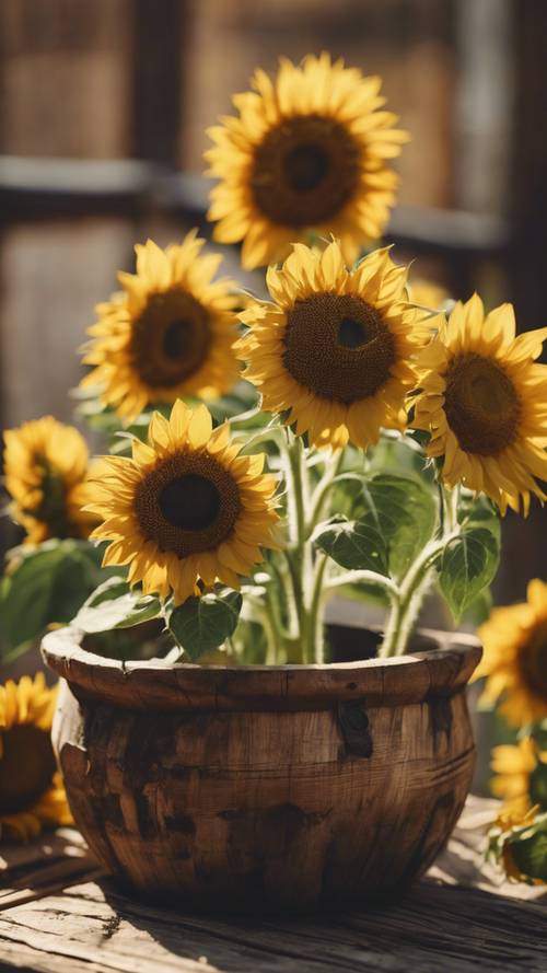 Baby sunflowers in a rustic wooden pot. Tapeta [38878f0146544ce3b786]