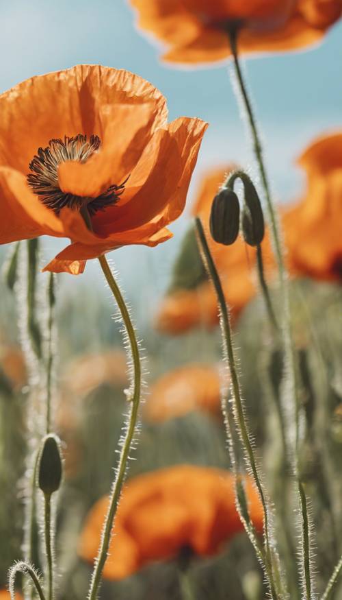 A vibrant orange poppy flower blooming under a clear midday sky. Tapet [06e7d263d37444d99355]
