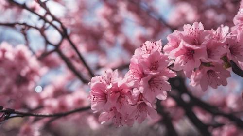 Uno spettacolo accattivante di un cespuglio di azalee nere in piena fioritura sotto gli alberi di ciliegio in fiore.