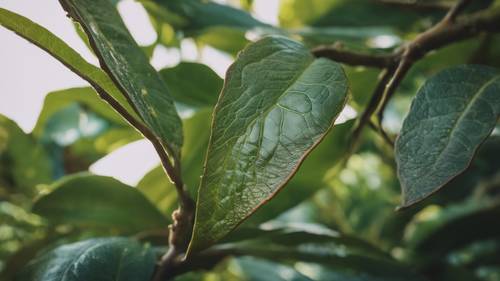 A close up shot of an avocado tree's leaf