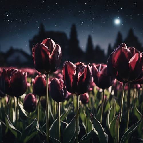 Night scene of a garden full of black tulips under the stars.
