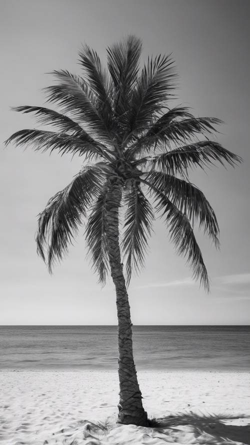 阳光明媚的海滩上，一棵茂盛的强壮棕榈树，以黑白色呈现。