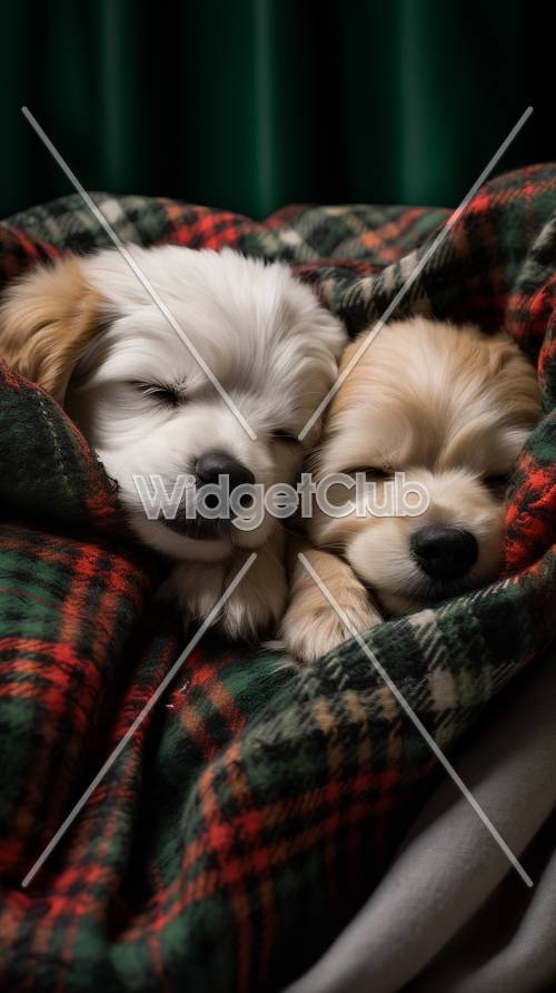 아늑한 담요 속에서 잠자는 귀여운 강아지들