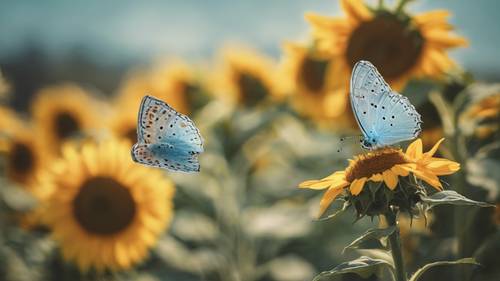 一只带有淡蓝色斑点的蝴蝶停在一朵向日葵上。