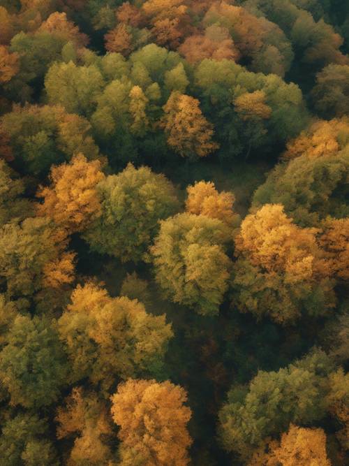 Ein Wald im Herbst von oben gesehen, mit einem herausragenden, vollkommen grünen Baum zwischen dem Rotbraun und Gold.