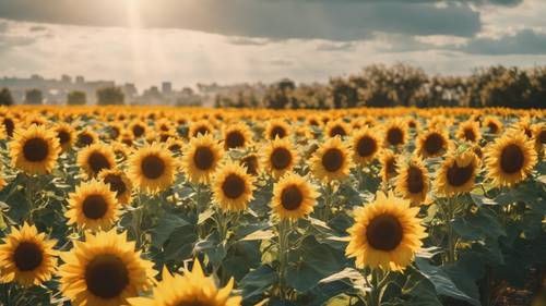 Un luminoso giardino di girasoli che trasmette il messaggio &quot;Crea il tuo sole&quot;.