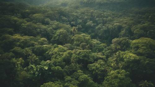 Rozległy widok na niezakłóconą tropikalną dżunglę, widziany z wysokości lotu ptaka.