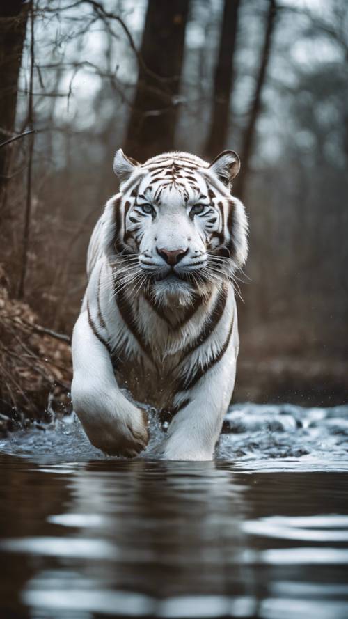 A majestic white tiger swimming in a forest stream at dusk.