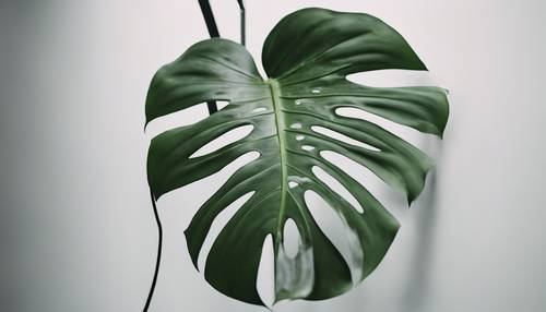 Uma folha robusta de monstera verde-sálvia com suas fendas características, sombreando um padrão na parede branca atrás