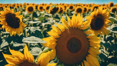 Un champ de tournesols vibrant contre le ciel bleu cristallin de la mi-juillet.