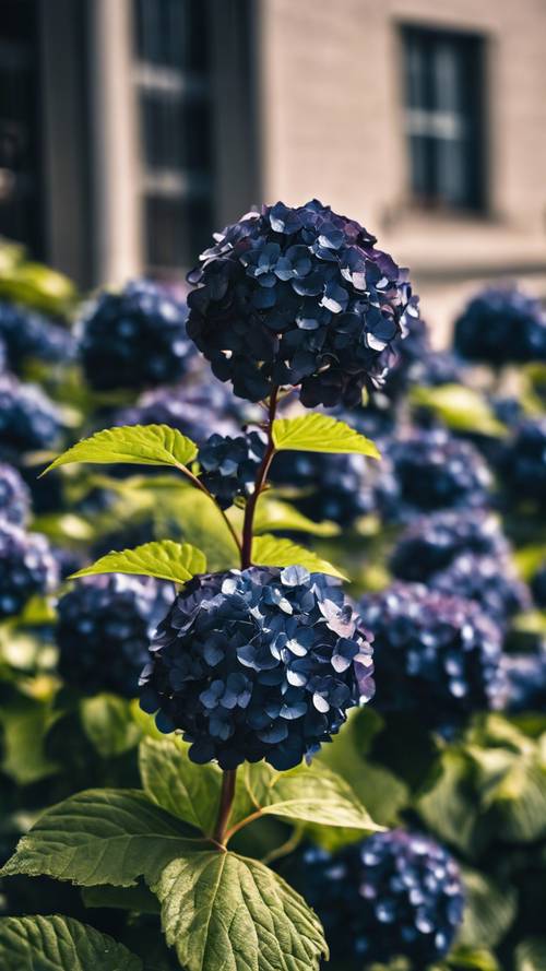 A black hydrangea standing tall amidst a sea of its vibrant neighbors, making a striking contrast.