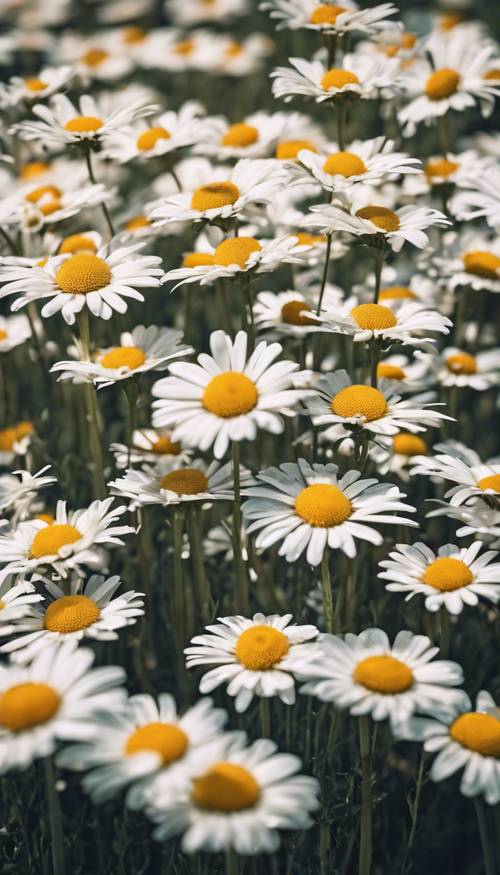 An abstract art piece depicting a field of daisies through geometric shapes. Tapet [7717869b1a0b48eda80e]