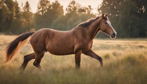 Un cavallo marrone maturo che galoppa liberamente attraverso un prato erboso all&#39;alba.